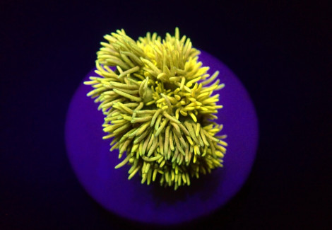 Goniopora Spp. (Yellow) (Frag) M