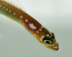 Gorgasia Maculata M