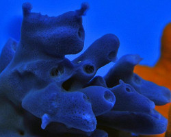 Haliclona Blue (Tubular) M