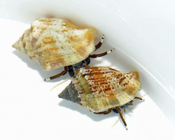 Hermit Crab Spp. Ml