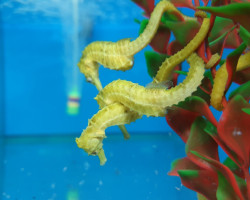 Hippocampus Reidi (Yellow) - Allevato Europa M