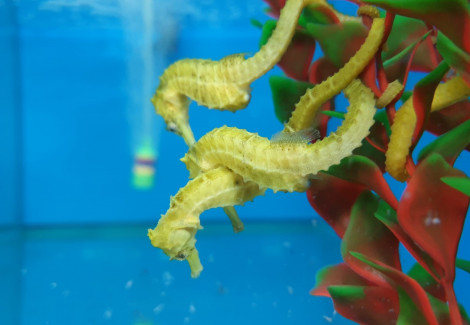 Hippocampus Reidi (Yellow) - Allevato Europa M