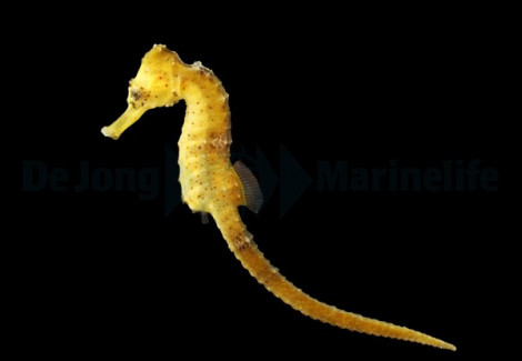 Hippocampus Reidi (Yellow) - Djm Allevato Europa M