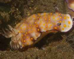 Hypselodoris Pulchella M