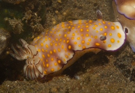 Hypselodoris Pulchella M