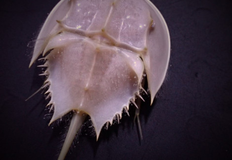 Limulus Polyphemus Xxl