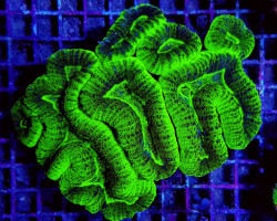 Lobophyllia Spp. (Green Ultra) Ml