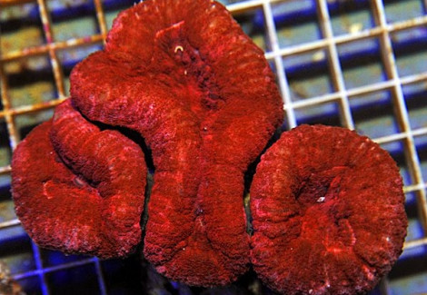 Lobophyllia Spp. (Orange/Red Premium) M