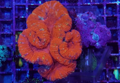 Lobophyllia Spp. (Orange/Red Ultra) M