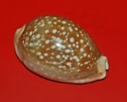 Lyncina Vitellus M