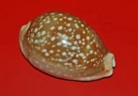 Lyncina Vitellus M