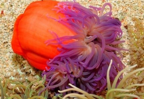 Macrodactyla Doreensis (Purple) M