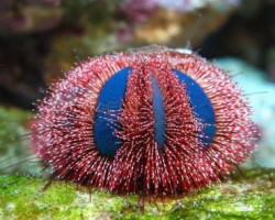 Mespilia Globulus (Red) - Allevato Europa M