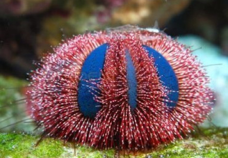 Mespilia Globulus (Red) - Allevato Europa M