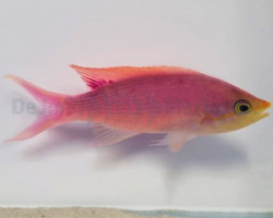 Mirolabrichthys Tuka (Male) Ml