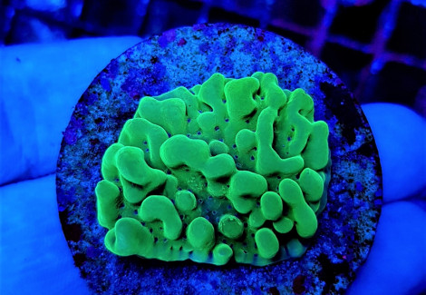 Montipora Danae Premium (Frag) M