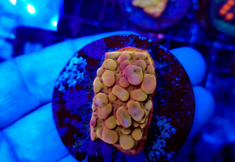 Montipora Danae Ultra (Frag) M