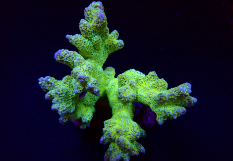 Montipora Malampaya M