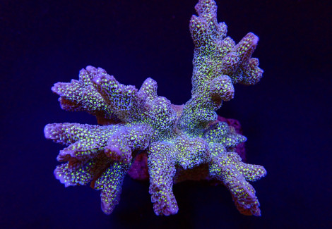 Montipora Malampaya Ml