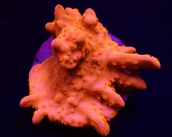 Montipora Setosa (Frag) M