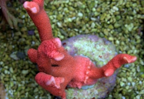 Montipora Spp. (Branched Orange/Red) Xs