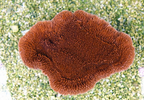 Montipora Spp. (Laminar Orange/Red) Xs