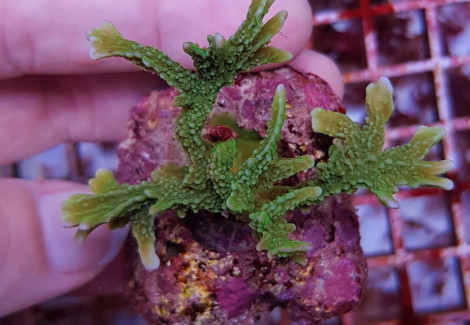 Montipora Stellata Ml