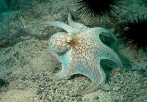 Octopus Sp. (Reef Octopus) M