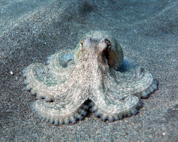 Octopus Sp. (Reef Octopus) Ml