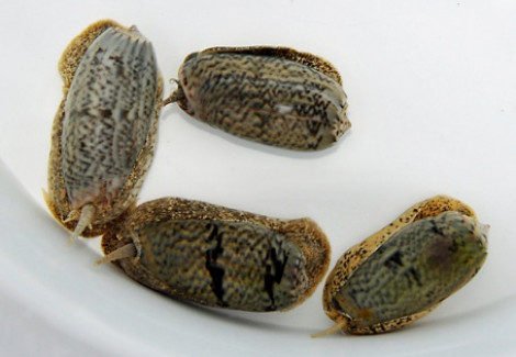 Oliva Reticulata M