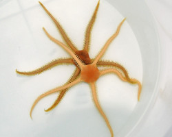 Ophiarachna Spp.