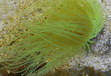 Pachycerianthus Spp. (Green) M