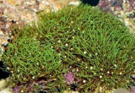 Pachyclavularia Violacea (Green) (Grade A) Ml