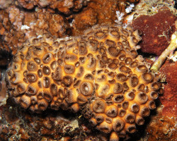 Palythoa Caesia (Indonesia) M