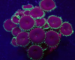 Palythoa Spp. (Purple Death) (Frag) M