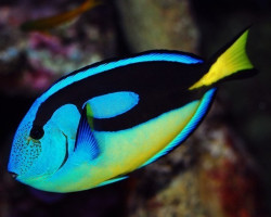 Paracanthurus Hepatus (Yellow Belly) M