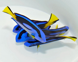 Paracanthurus Hepatus (Yellow Belly) M