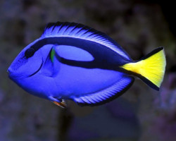 Paracanthurus Hepatus M