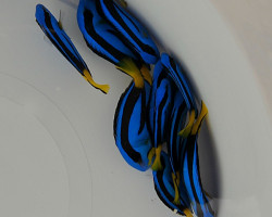 Paracanthurus Hepatus M