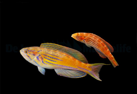 Paracheilinus Hemitaeniatus (Pair)