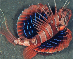 Parapterois Heterura S