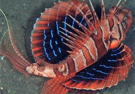 Parapterois Heterura S