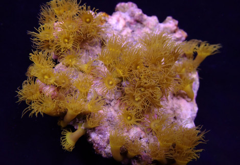 Parazoanthus Gracilis (Yellow) Xs