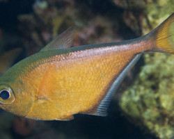 Pempheris Spp. M