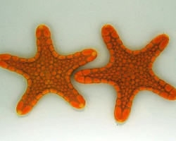 Pentagonaster Duebeni (Orange) M