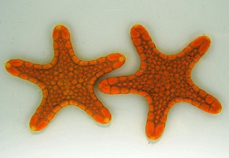 Pentagonaster Duebeni (Orange) M