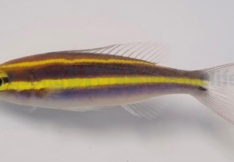 Pentapodus Emeryii M