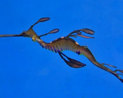 Phyllopteryx Taeniolatus -  Allevato Europa M