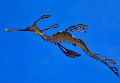 Phyllopteryx Taeniolatus -  Allevato Europa M