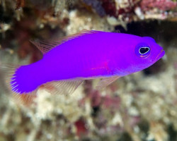 Pictichromis Porphyrea M